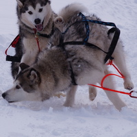 malamute